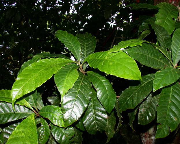 پوتریا کایمیتو - معرفی درختان میوه